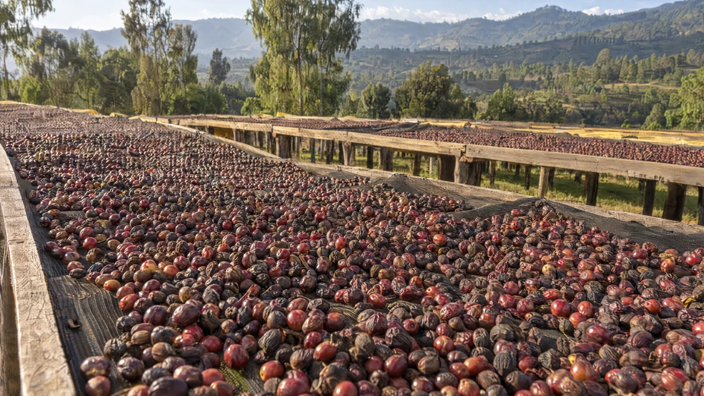 Whole coffee cherries drying on raised mesh beds